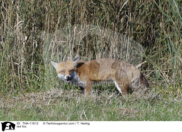 Rotfuchs / red fox / THA-11612