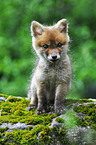 young red fox