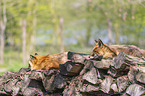 red foxes