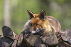 red fox