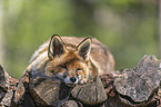 red fox