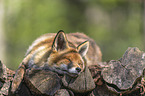 red fox