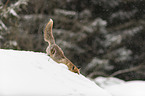 red fox in the snow