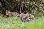 Red Fox Puppies