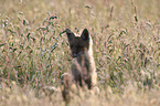 Red Fox Cup