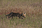 Red Fox Cup
