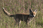 Red Fox Cup