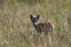 Red Fox Cup