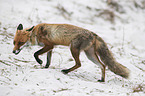 walking Red Fox