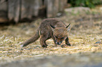 young red fox