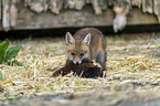 young red fox