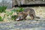 young red fox