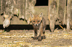 young red fox