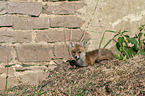 young red fox