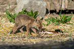 young red fox
