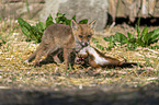 young red fox