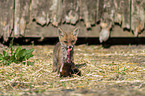 young red fox