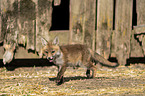 young red fox