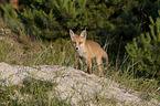 young Red Fox