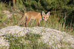 young Red Fox