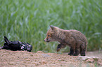young Red Fox