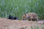young Red Fox