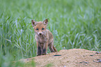 young Red Fox