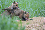 young Red Foxes