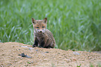 young Red Fox