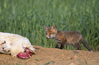 young Red Fox