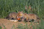 young Red Foxes