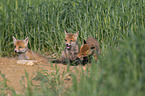 young Red Foxes