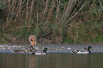 walking Red Fox