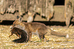 red fox