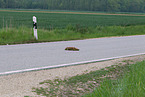 red fox