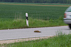 red fox