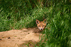 red fox pup