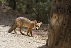 red fox