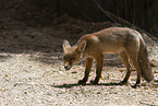 red fox