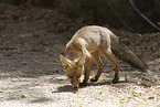 red fox