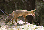 red fox