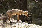 red fox