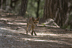 red fox
