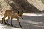 red fox