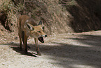 red fox