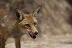 red fox