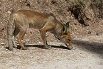 red fox