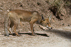 red fox