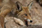red fox