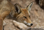red fox